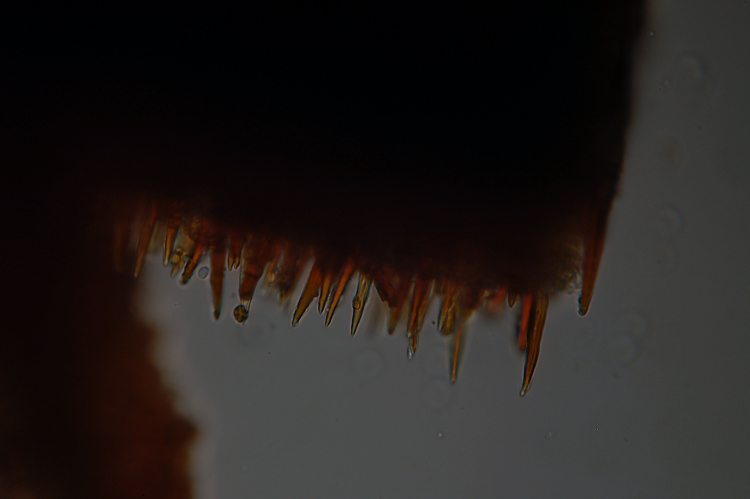 Lignicolo su pino - foto 3139 (Hymenochaete rubiginosa)